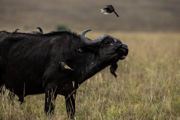 5-Day Kenya Safari: Masai Mara, Lake Nakuru & Naivasha Group Tour photo 3