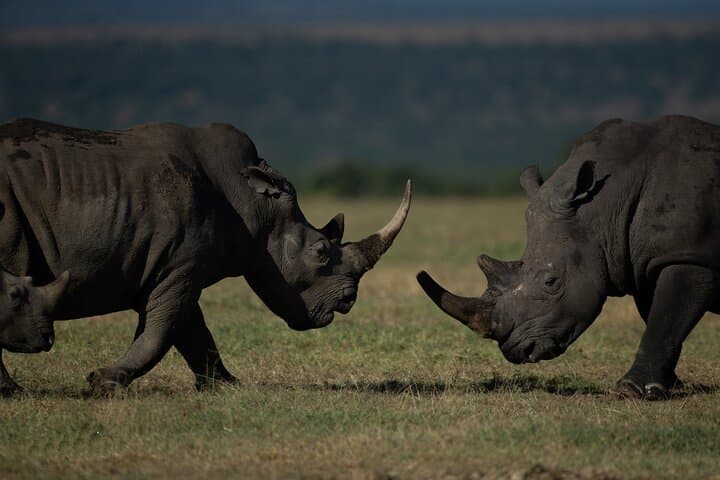5-Day Kenya Safari: Masai Mara, Lake Nakuru & Naivasha Group Tour photo 4