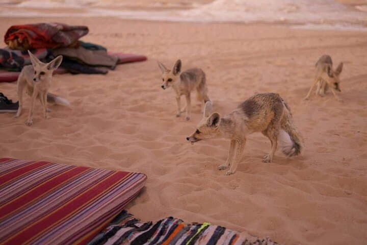 2-Day White and Black Desert Adventure from Cairo: Bahariya Oasis Camping & Crystal Mountain photo 2