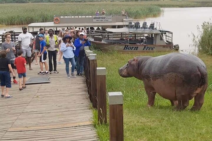 Half-Day Hippo & Croc Safari on St Lucia Estuary — iSimangaliso Wetland Park photo 4