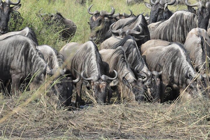 4-Day Serengeti & Ngorongoro Photographic Safari: Capture the Great Wildebeest Migration photo 4