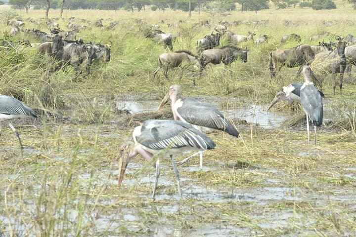 4-Day Serengeti & Ngorongoro Photographic Safari: Capture the Great Wildebeest Migration photo 5