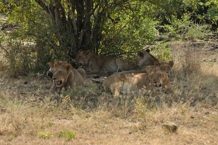 4-Day Serengeti & Ngorongoro Photographic Safari: Capture the Great Wildebeest Migration photo 6