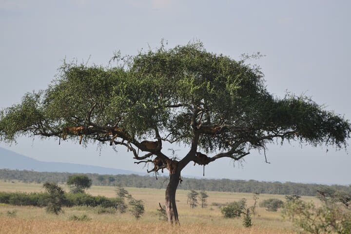 One-Day Serengeti Safari from Mwanza: Big Five & Wildebeest Migration photo 3