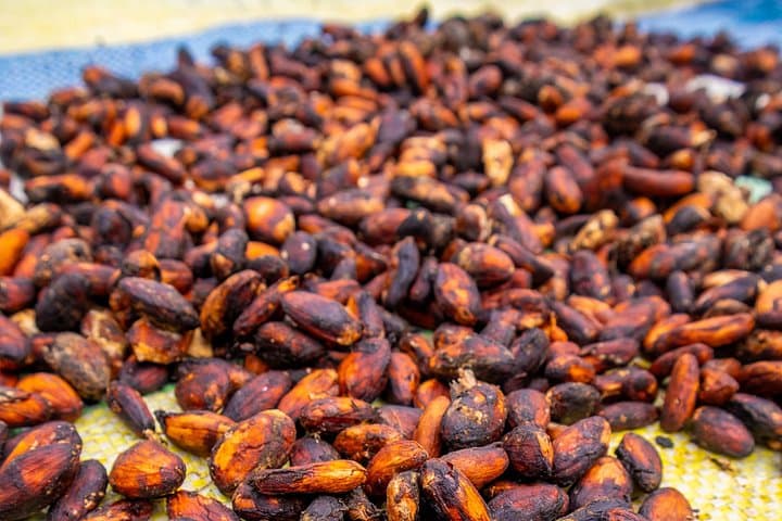 Bean-to-Bar Chocolate Workshop in Cartagena: Montes de María Bean to Bonbon photo 2