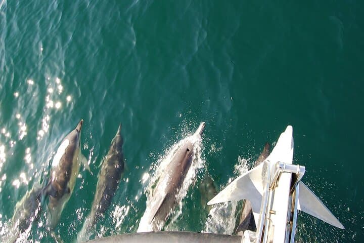 Dingle Bay Dolphin Discovery: 2‑Hour Eco Tour in Ireland's Marine National Park photo 5