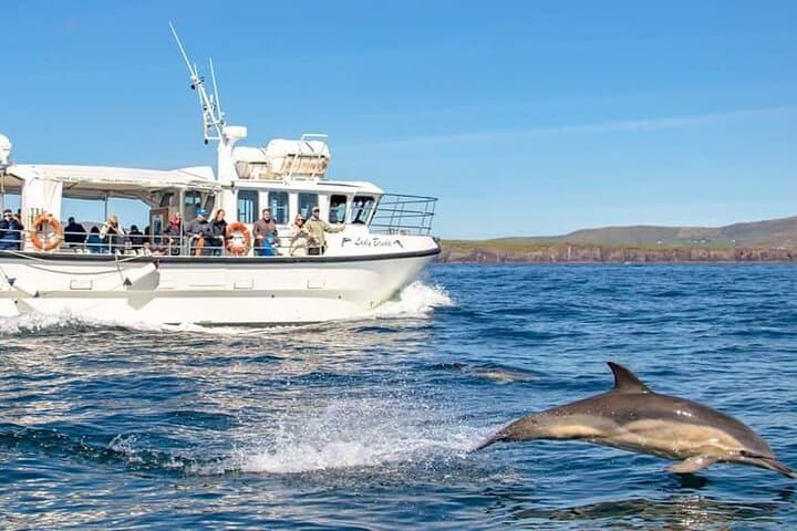 Dingle Bay Dolphin Discovery: 2‑Hour Eco Tour in Ireland's Marine National Park photo 2