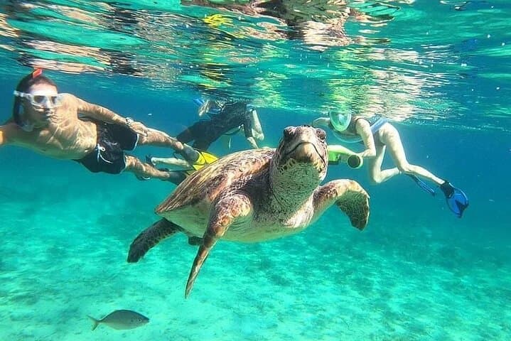 Paphos Turtle Watching: Sea-Scooter Snorkel Adventure in Cyprus