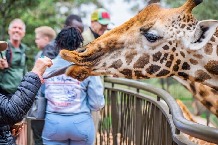 Exploring Nairobi National Park: Wildlife Encounters and Conservation in Kenya’s Urban Wilderness photo 4