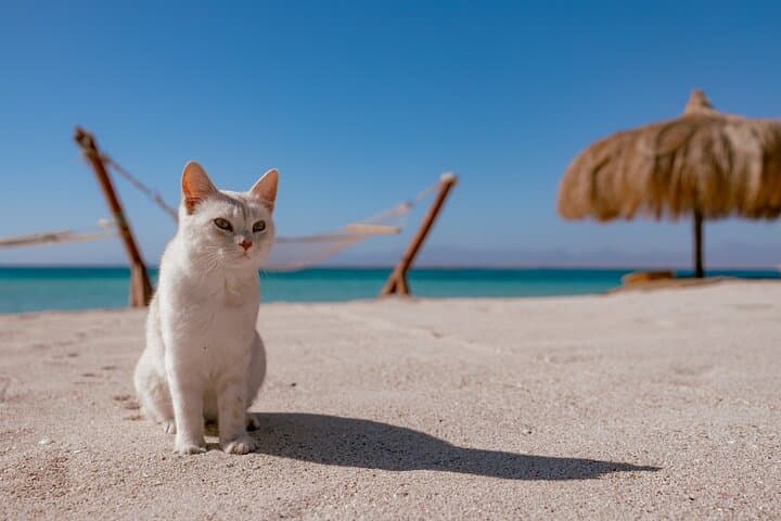 Hula Hula Island Full-Day Snorkeling Trip from Hurghada photo 2