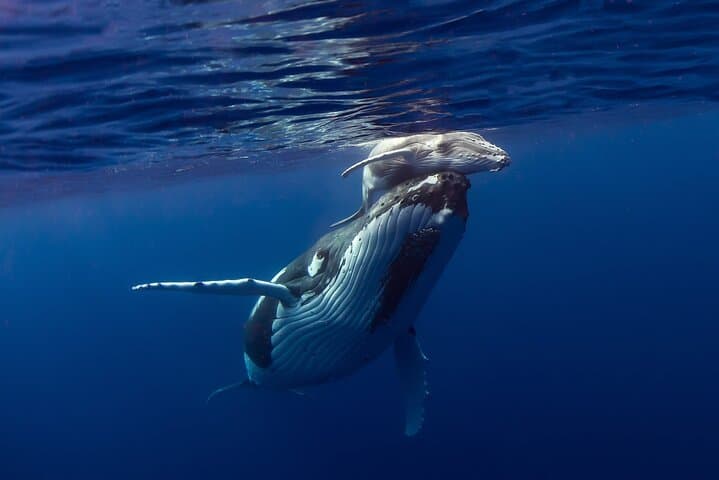 Private 4-Hour Humpback Whale Encounter in Moorea — Swim with Cetaceans photo 2