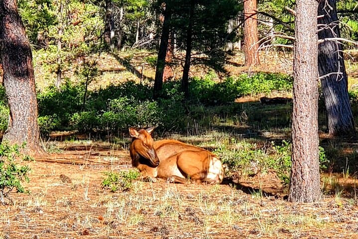 Grand Canyon South Rim Guided Tour with Lunch — Desert View Drive Highlights photo 4