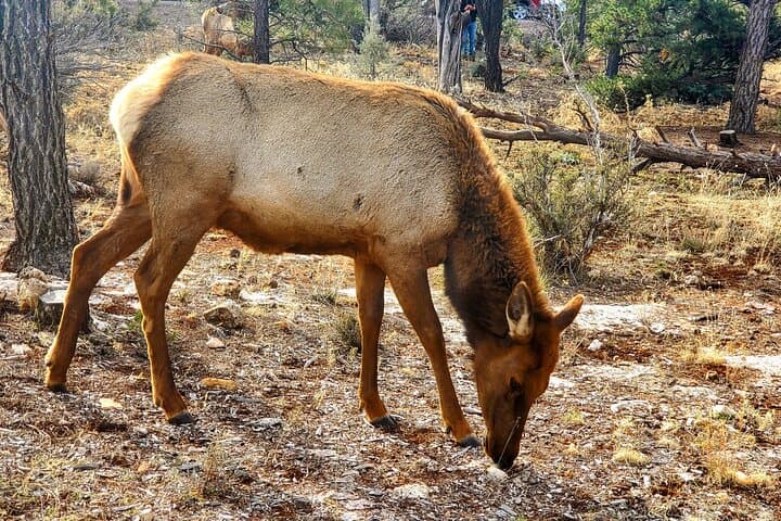 Grand Canyon South Rim Guided Tour with Lunch — Desert View Drive Highlights photo 5