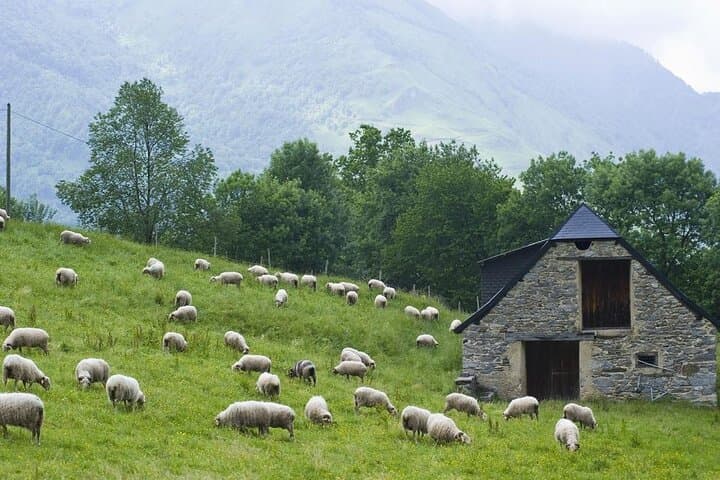 Live Like a Çoban: 1-Night Shepherd Stay in the Albanian Mountains