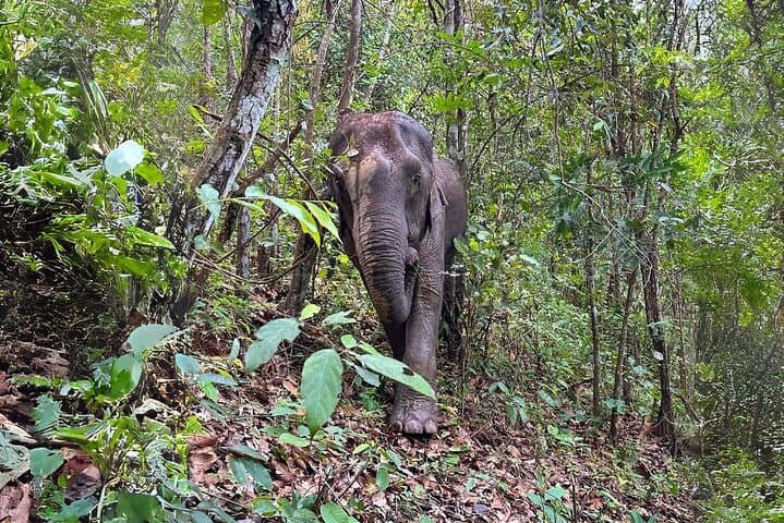 Chiang Mai Day Trip: Doi Inthanon, Joy Elephant Sanctuary & Pha Dok Siew Waterfall