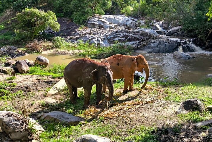 Chiang Mai Half-Day Elephant Sanctuary & Waterfall: Ethical Observation and Karen Cultural Experience