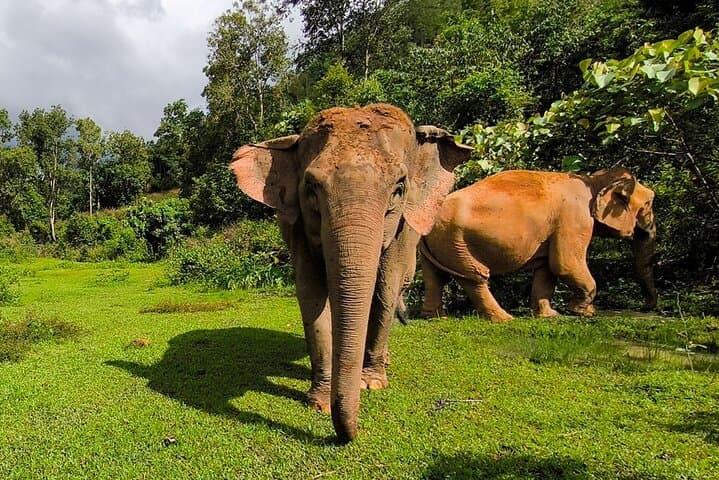Chiang Mai Thai Cooking Class & Joy Elephant Sanctuary Observation — Market, Mountains, and Gentle Giants photo 4