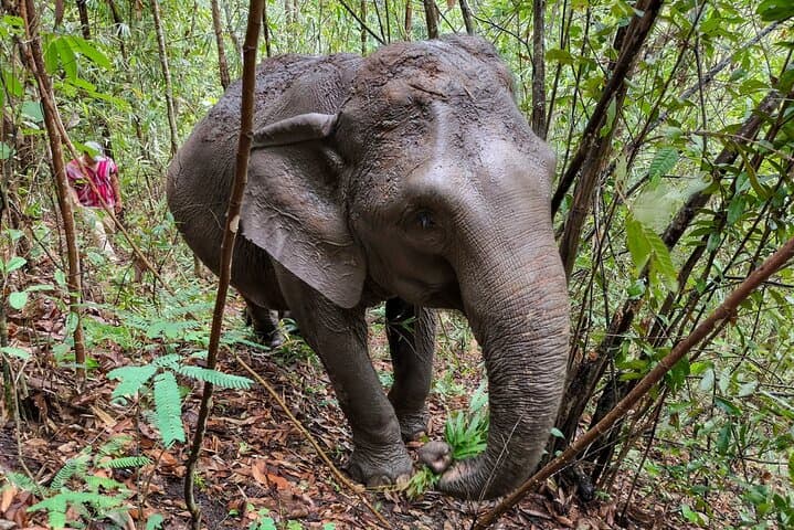 Chiang Mai Half-Day Elephant Sanctuary & Waterfall: Ethical Observation and Karen Cultural Experience photo 4