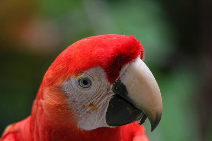 Carara National Park Guided Tour — Scarlet Macaws, Rainforest Trails & Tarcoles River Day Trip