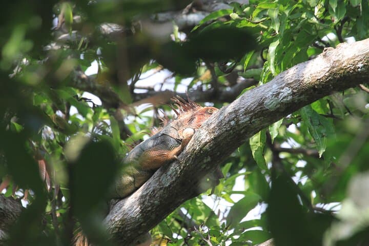 Carara National Park Guided Tour — Scarlet Macaws, Rainforest Trails & Tarcoles River Day Trip photo 2