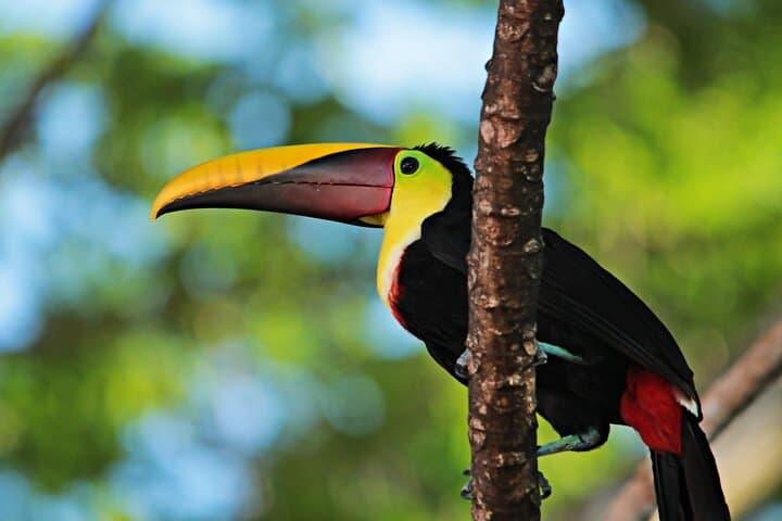 Carara National Park Guided Tour — Scarlet Macaws, Rainforest Trails & Tarcoles River Day Trip photo 6