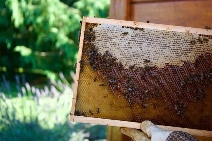 All About Bees: Beekeeping Experience & Panjska Končnica Painting near Ljubljana photo 6