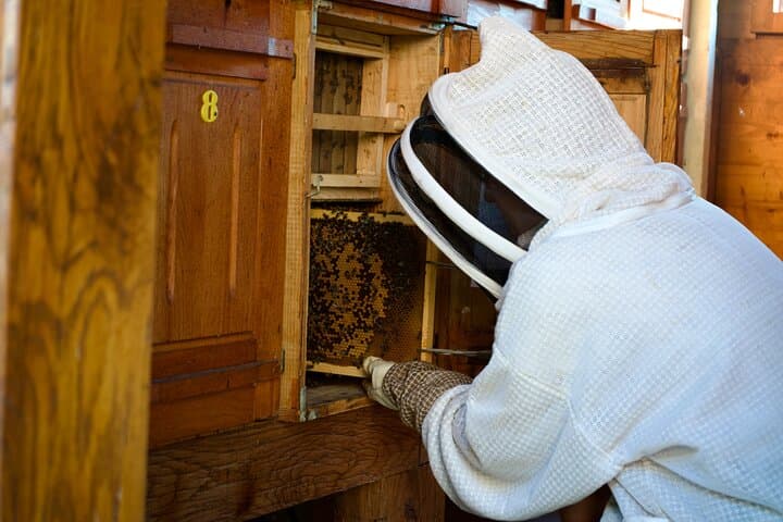 All About Bees: Beekeeping Experience & Panjska Končnica Painting near Ljubljana photo 5