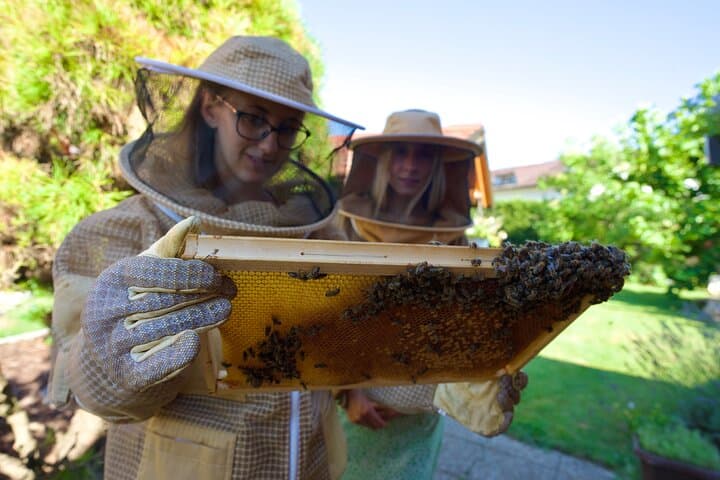 All About Bees: Beekeeping Experience & Panjska Končnica Painting near Ljubljana