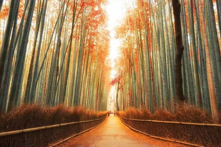 Arashiyama, Kinkakuji & Nara Park: Day Tour from Osaka and Kyoto photo 4