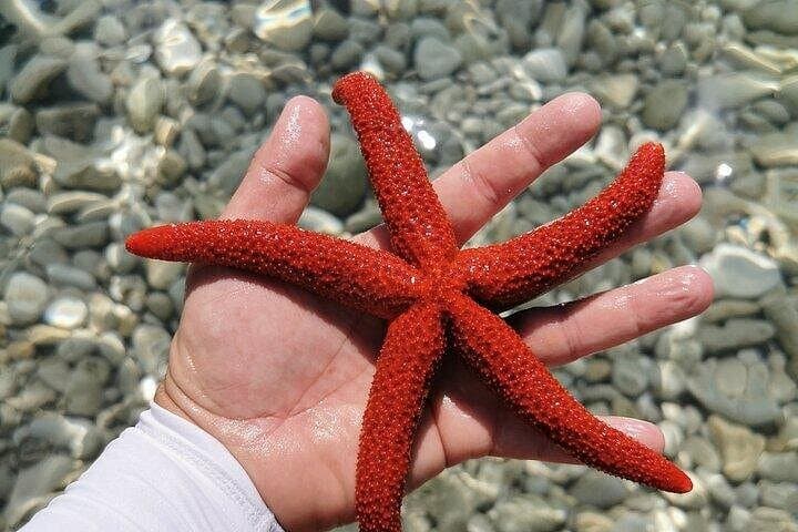 Muzil Peninsula Kayak Tour — Pula Sea Kayaking, Snorkel & Cliff Jump photo 2