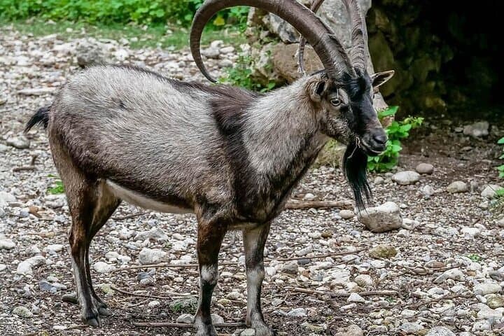 Hiking Samaria Gorge: Full-Day Guided Trek from Chania photo 3