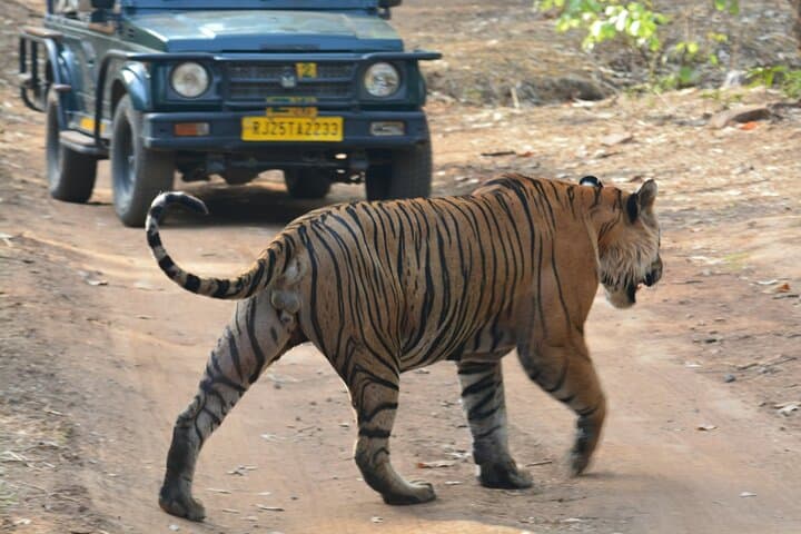 Ranthambore Day Trip from Jaipur: Tiger Safari & Fort Exploration photo 3