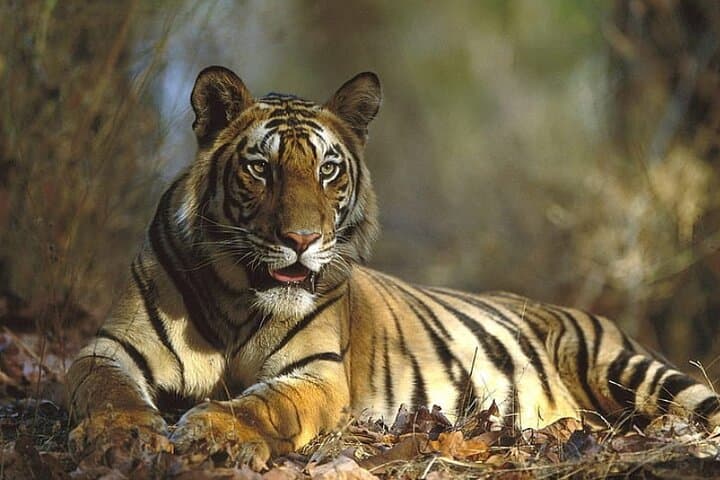Ranthambore Day Trip from Jaipur: Tiger Safari & Fort Exploration