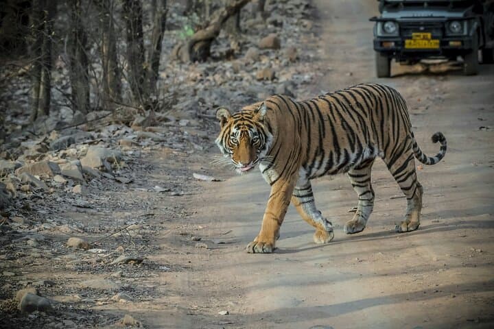 Ranthambore Day Trip from Jaipur: Tiger Safari & Fort Exploration photo 2