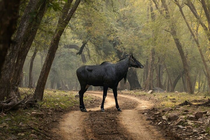 Ranthambore Day Trip from Jaipur: Tiger Safari & Fort Exploration photo 4