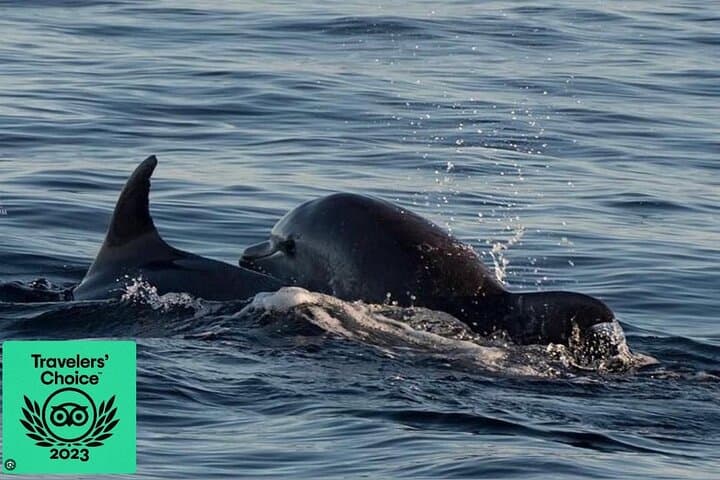 Brijuni Sunset & Dolphin Cruise from Pula — 3.5-Hour Panorama Dinner Tour