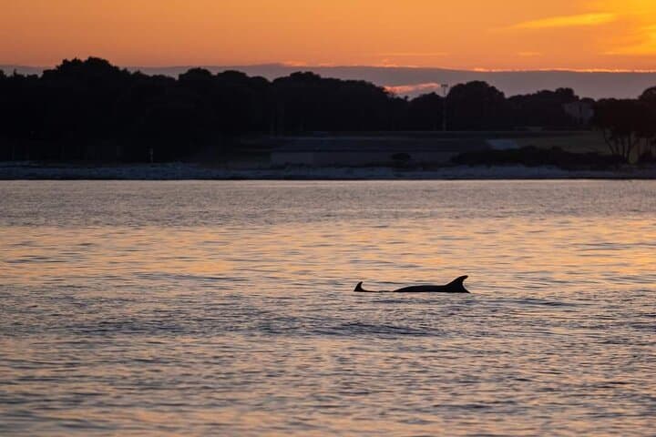 Brijuni Sunset & Dolphin Cruise from Pula — 3.5-Hour Panorama Dinner Tour photo 4