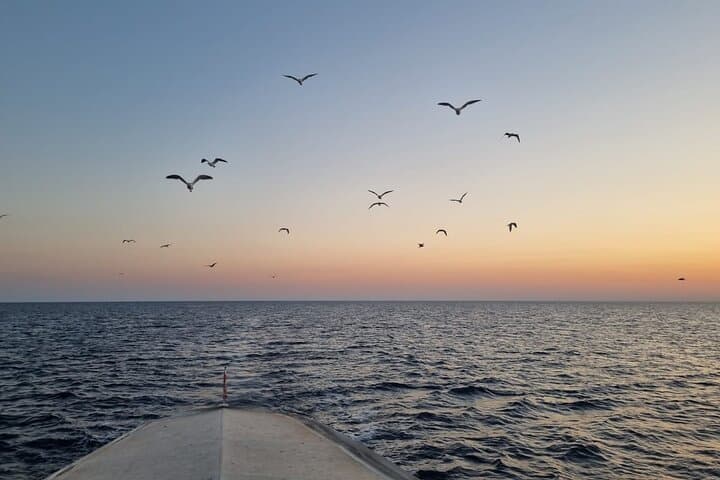 Brijuni Sunset & Dolphin Cruise from Pula — 3.5-Hour Panorama Dinner Tour photo 6
