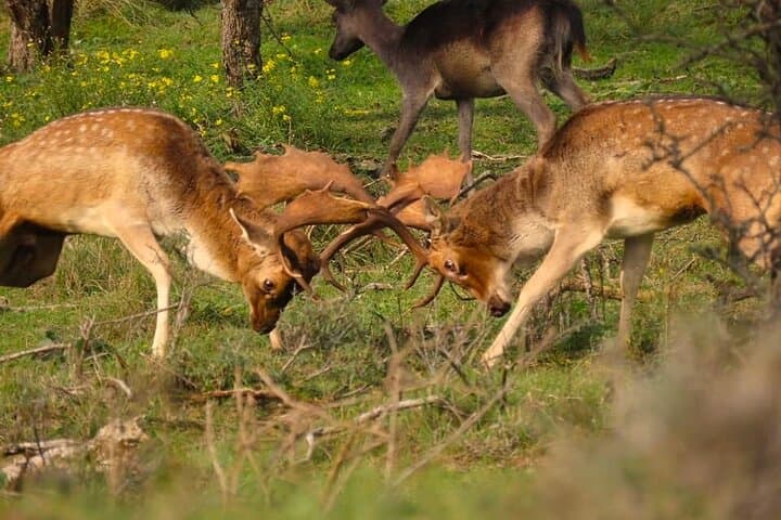 Westenschouwen Deer Roar Safari — Guided Rutting Walk in Zeeland
