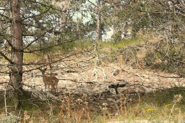 Westenschouwen Deer Roar Safari — Guided Rutting Walk in Zeeland photo 3