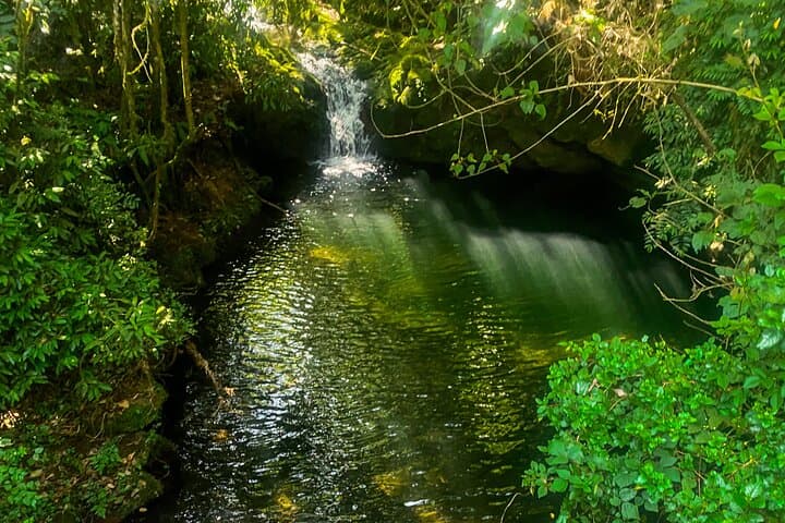 Day Hike to Mandara Hut — Kilimanjaro’s Forest Route from Moshi photo 4