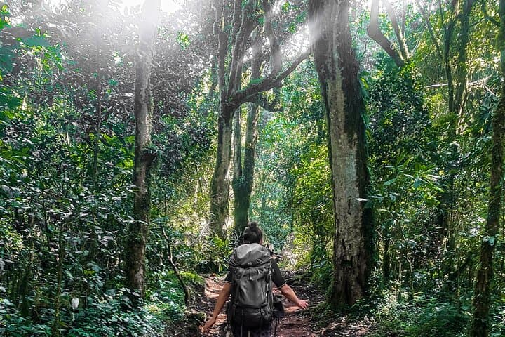 Day Hike to Mandara Hut — Kilimanjaro’s Forest Route from Moshi photo 6