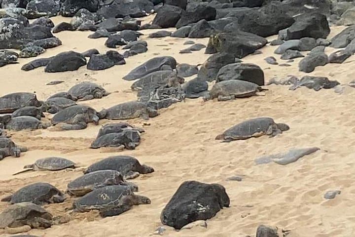 Road to Hana Scenic Drive with Brunch — Private Day Tour from Paia photo 2
