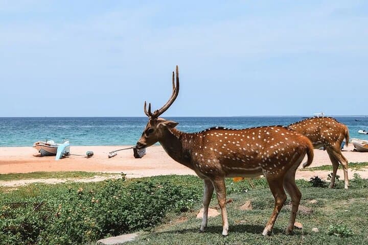 Trincomalee Half-Day City Tour: Koneswaram Temple, Fort Frederick & Nilaveli Beach photo 3