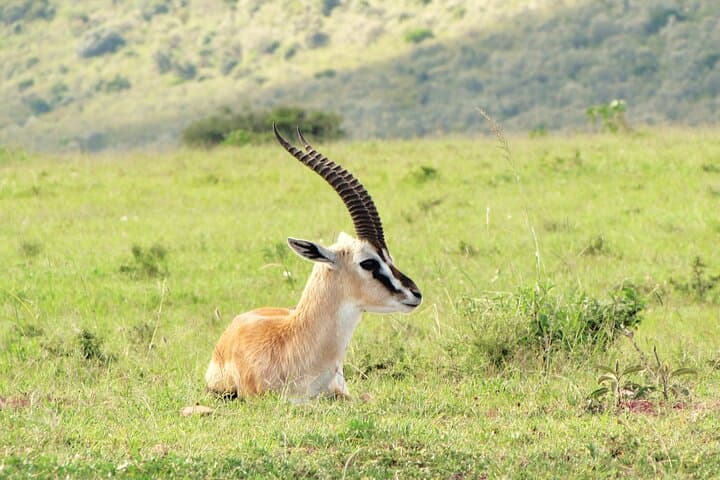 Best of Kenya Safari: Masai Mara, Lake Nakuru & Amboseli — 6-Day Itinerary photo 2
