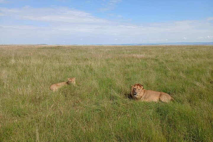 3-Day Maasai Mara Safari: Big Five Game Drives & Maasai Village Experience photo 2