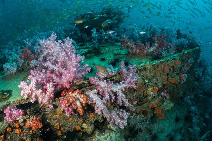 3 Fun Dives: King Cruiser Wreck, Shark Point & Koh Dok Mai — Phuket Advanced Diver Trip photo 3