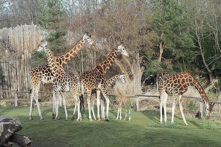 Full-Day Nairobi: Giraffe Centre, Karen Blixen Museum, Kobe Beads & Bomas Cultural Dances