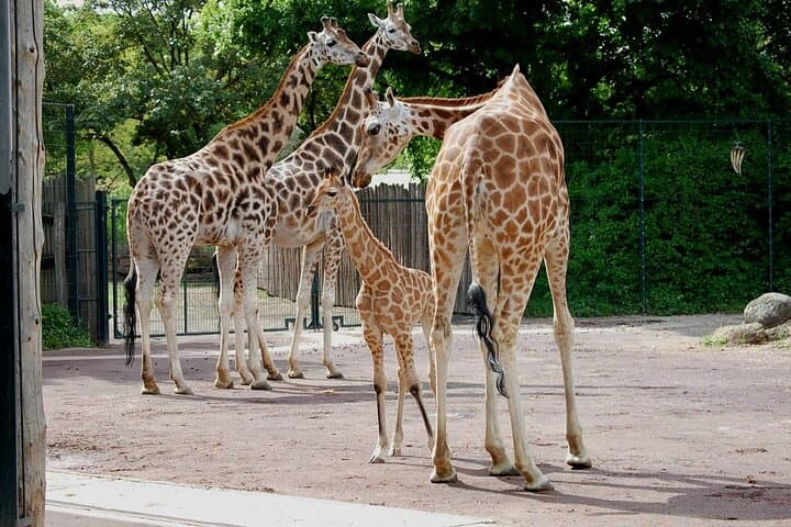 Full-Day Nairobi: Giraffe Centre, Karen Blixen Museum, Kobe Beads & Bomas Cultural Dances photo 5