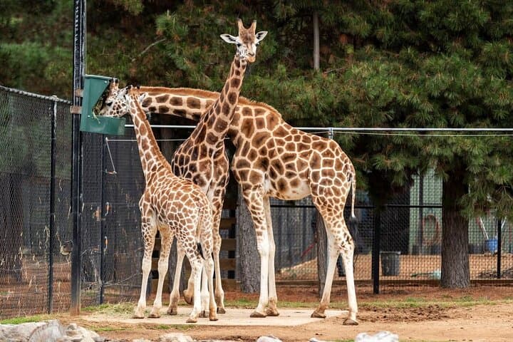 Nairobi City Tour: National Museum, Giraffe Centre & Bomas Cultural Dance Show photo 2
